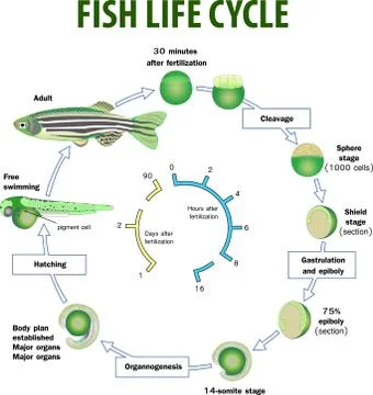Vector illustration of Fish life cycle Stock Illustration