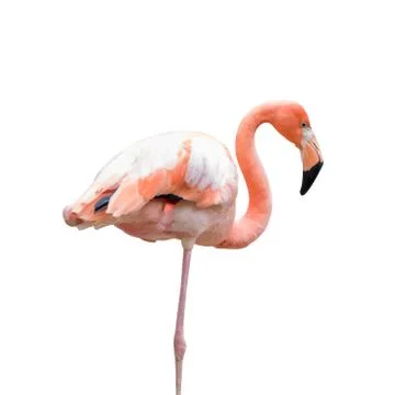 Vector Illustration of a Flamingo. Stock Illustration