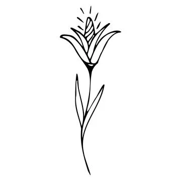 Vector illustration of a flower in doodle style Stock Illustration
