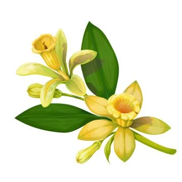 Vector illustration of a flower of vanilla Stock Illustration
