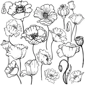 Vector illustration of flowers Design Set made with simple line only Stock Illustration