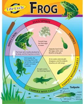 Vector illustration of forg life cycle Stock Illustration