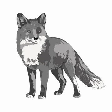 Vector illustration. A fox. Black and white image image. Stock Illustration