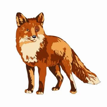 Vector illustration. A fox. Color image. Stock Illustration