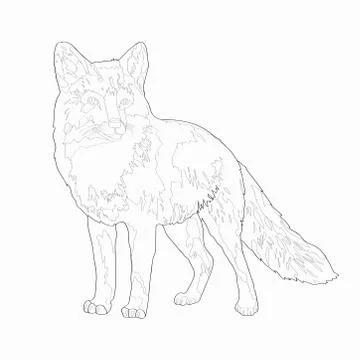 Vector illustration. A fox. Image, black line. Stock Illustration