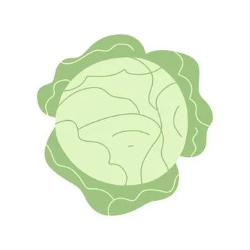 Vector illustration of fresh cabbage in flat style. Green leaf, healthy vegan Stock Illustration