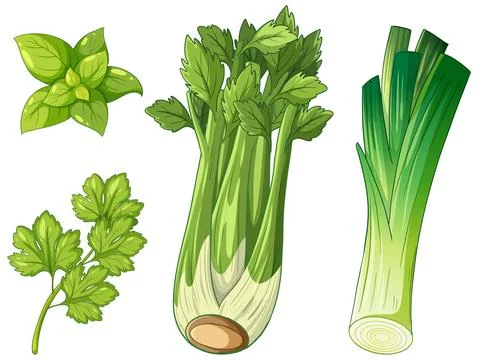 Vector Illustration of Fresh Green Celery Leek Basil and Parsley Stock Illustration