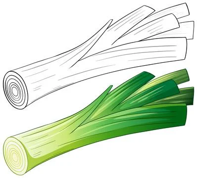 Vector Illustration of Fresh Leek Vegetable in Color and Outline Stock Illustration