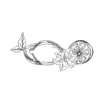 Vector illustration of fresh lemons and mint. Stock Illustration