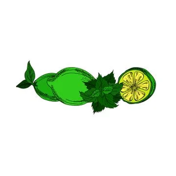 Vector illustration of fresh lemons and mint. Stock Illustration