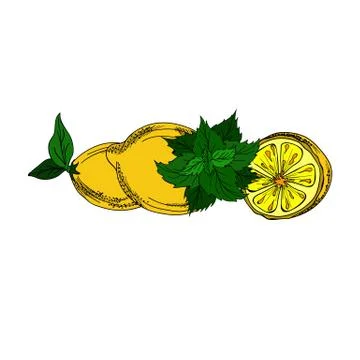 Vector illustration of fresh lemons and mint. Stock Illustration