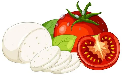 Vector Illustration of Fresh Mozzarella Cheese Tomato and Basil Leaves 스톡 일러스트