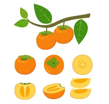 Vector illustration of fresh persimmon fruit vector set isolated on white backgr Stock Illustration