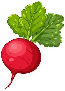 Vector Illustration of a Fresh Red Radish with Green Leaves Stock Illustration