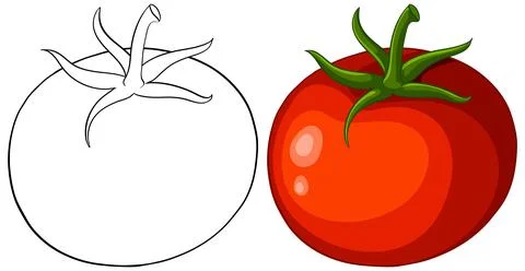 Vector Illustration of Fresh Red Tomato and Line Art Outline Stock Illustration