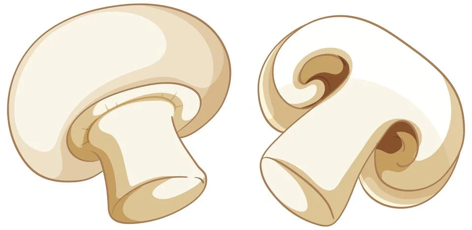 Vector Illustration of Fresh White Button Mushrooms on White Background Stock Illustration