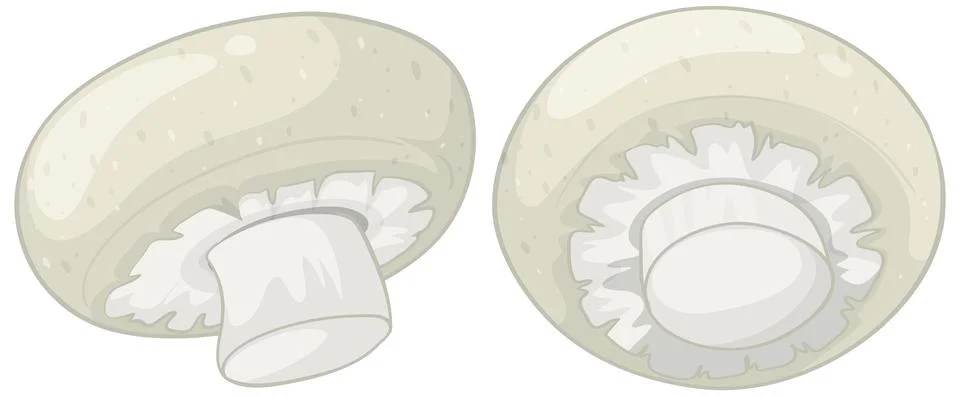 Vector Illustration of Fresh White Button Mushrooms on White Background Иллюстрация