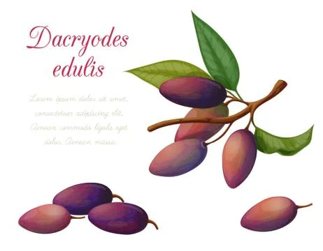 Vector illustration of fruit dacryodes edulis Illustrazione stock