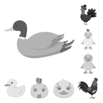 Vector illustration of funny and poultry sign. Set of funny and farming stock Illustrazione stock