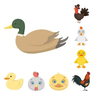 Vector illustration of funny and poultry symbol. Collection of funny and farming Illustrazione stock