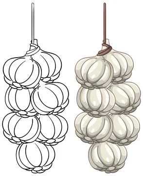Vector Illustration of Garlic Braid in Color and Outline Stockillustratie