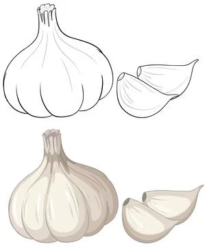 Vector Illustration of Garlic Bulb and Cloves in Two Styles Stock Illustration