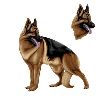 Vector illustration of a German Shepherd dog breed. Stock Illustration