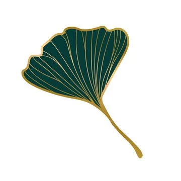 Vector illustration ginkgo biloba .leaf ink line . Stock Illustration