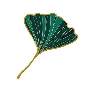 Vector illustration ginkgo biloba .leaf ink line . Stock Illustration