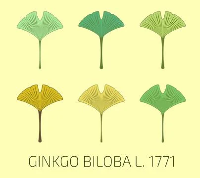 Vector illustration of a ginkgo biloba leaf using sacred geometry method. Vec Stock Illustration