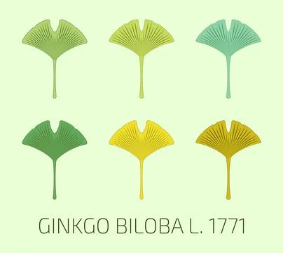 Vector illustration of a ginkgo biloba leaf using sacred geometry method. V.. Stock Illustration