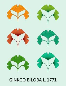 Vector illustration of a ginkgo biloba leaf using sacred geometry method. Vec Stock Illustration