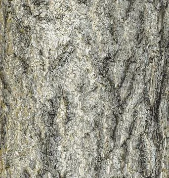 Vector illustration of ginkgo biloba tree bark. Tree bark background. Stock Illustration