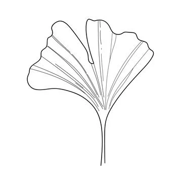 Vector illustration of Ginkgo leaf in Line art style Stock Illustration