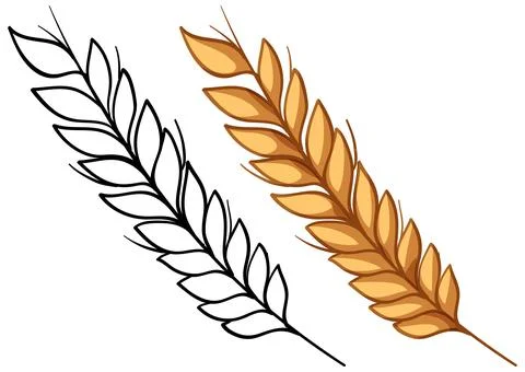 Vector Illustration of Golden Wheat Stalk and Black Line Art Outline Stockillustratie