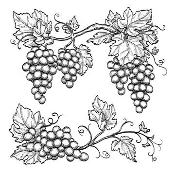 Vector illustration grape branches Stock Illustration