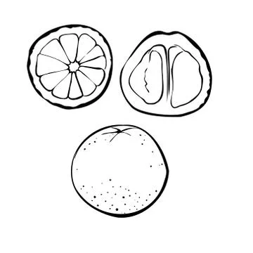 Vector illustration of a grapefruit on a white isolated background. Shop sketch Illustrazione stock