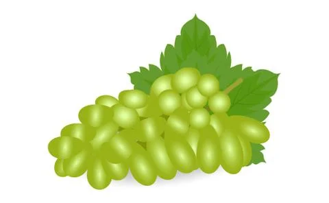 Vector Illustration of Grapes,  botanically a berry, can be eaten fresh or us Stock Illustration