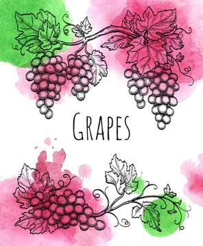 Vector illustration of grapevine. Stock Illustration
