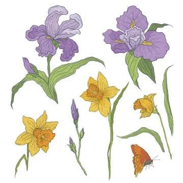 Vector illustration of graphically colored hand-drawn flowers. Blooming irises Stock Illustration