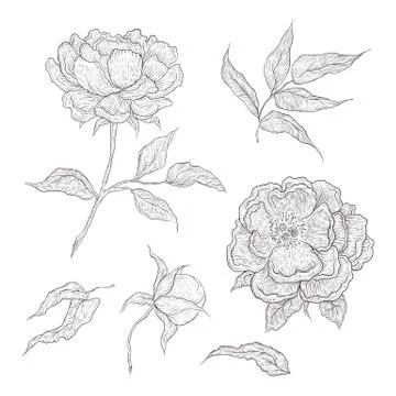 Vector illustration of graphically hand-drawn flowers. Imitation engraving Stock Illustration