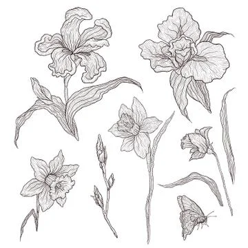 Vector illustration of graphically hand-drawn flowers. Imitation engraving Stock Illustration