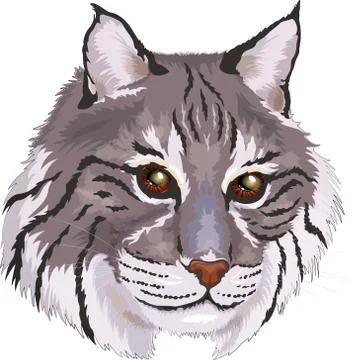 Vector illustration gray bobcat big cat In cartoon style Stock Illustration