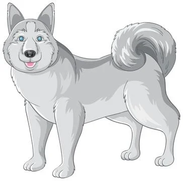 Vector Illustration of a Gray Siberian Husky Standing on White Background Stock Illustration