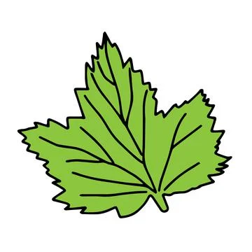Vector illustration of a green currant leaf isolated on a white background Stock Illustration