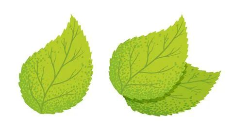 Vector illustration of a green leaf. Vintage set icons of green leaf. Eco fri Stock Illustration