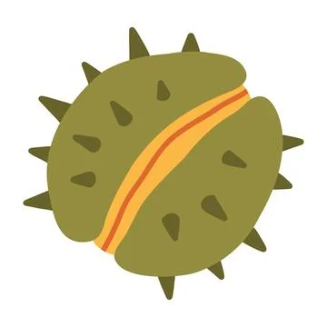 Vector illustration of a green spiky chestnut shell slightly splitting open Stock Illustration