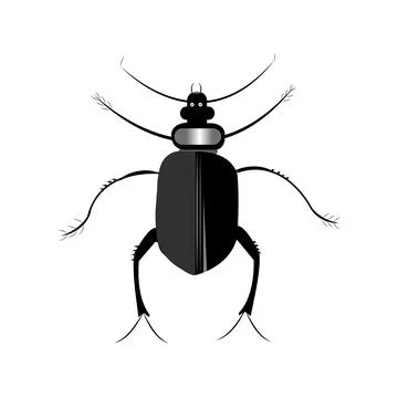Vector illustration of ground beetle Stock Illustration