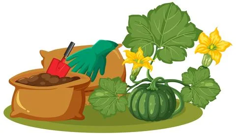 Vector Illustration of Growing Pumpkin Plant with Garden Tools and Soil Stock Illustration