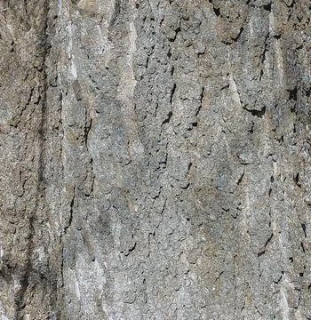 Vector illustration of Hackberry bark texture. Texture of the Hackberry bar.. Stock Illustration